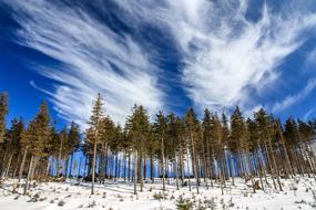 Cold Forest Landscape Low Angle