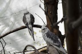 stunningly beautiful Animals Birds