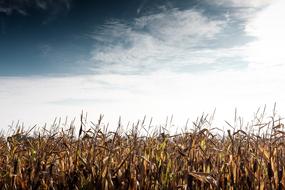 Crop Cropland Farm