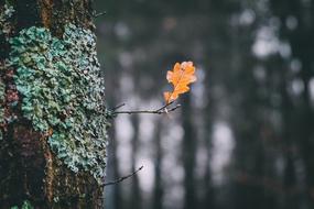 Autumn Leaf Nature Fall