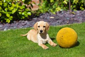 golden retriever puppy and yellow ball on the lawn