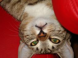 Upside down portrait of the beautiful, colorful and cute, lying cat