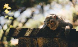 irresistible Cute Monkey
