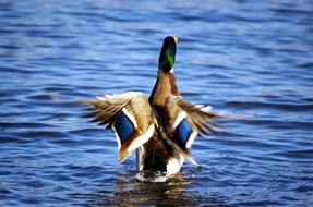 Duck Mallard Drake in the Water