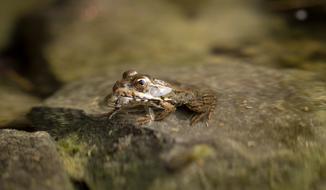 Macro photo of Animal Frog in water