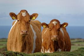 two red cows with white spots in the pasture