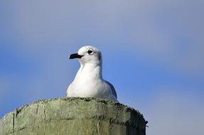 gull with black beak on a clear day