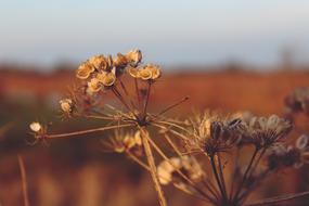 Autumn Season Nature