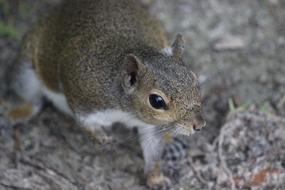 perfect Brown Grey squirrel