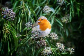 european robin sitting on a flowering plant