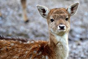 Deer Puppy