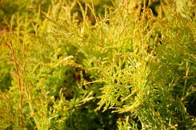 Thuja Thuya Green Fence Tui