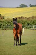 Horse Mask