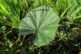 Marsh Mallow Leaf