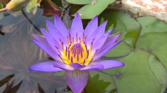 Lily Violet Purple Flower
