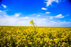 Field Macro Nature