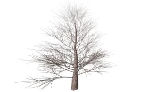 tree isolated autumn digital art