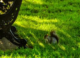 fabulous Squirrel