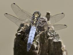 grey Dragonfly Close Up