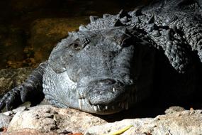 fabulous Crocodile Mouth Wild