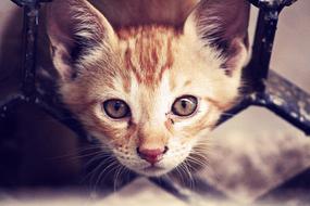 Close-Up photo of goodly red Cat head