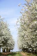 Spring trees in bloom