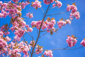 Bloom Blossom Flora