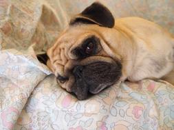 pug is resting on the couch