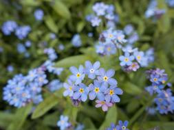 blue small flowers in garden