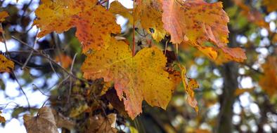 Leaves at Autumn season