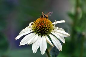Coneflower Echinacea Native Flower closeup photo