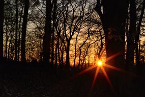sunlight in the trees