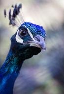 blue Peacock head at blur background