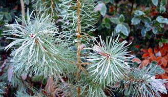 Conifer Pine Nature