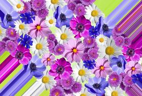 purple blue and white flowers