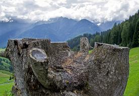 Tree Landscape Mountains