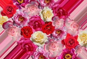 colorful roses on a beautiful background