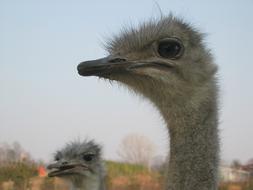 photo of two fluffy ostrich heads