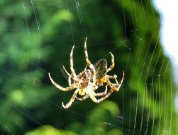 Close Up photo of Cross Spider on cobweb