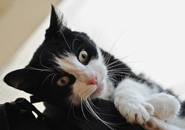 Cat Feline Animal Black And white