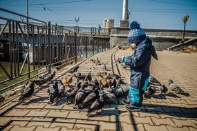 little boy near pigeons in the square
