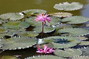 Water Lily Flowers In The pond
