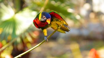 fabulous Parrot Bird Feather