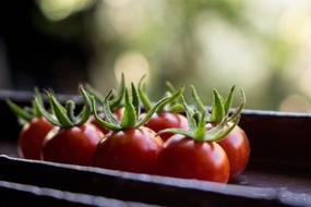 small cherry tomatoes in the window