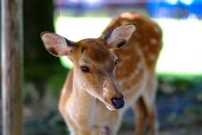 small sika deer close-up on a blurred background