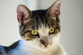 fabulous Cat Close-Up