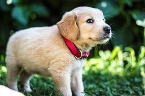 cute Puppies Dog Labrador