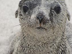 sea lion cub in the sand