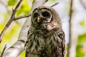 Barred Owl Baby