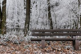 Frosty Winter forest